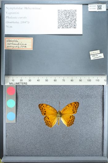Media type: image;   Entomology 158967